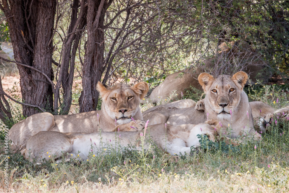Group of Lions starring at the camera. Group of Lions starring at the camera.