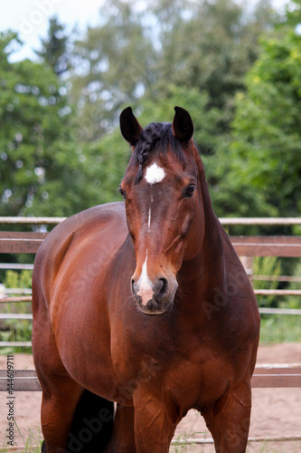 Portrait of beautiful brown horse in the paddock © virgonira