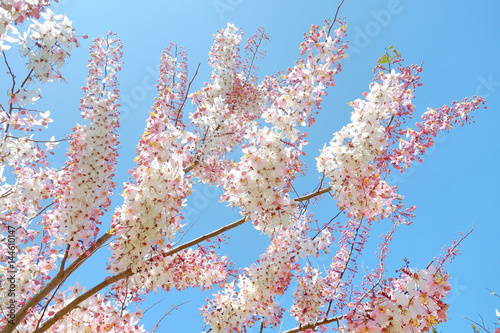 blooming pink Cassia bakeriana Craib flower. pastel filter.
