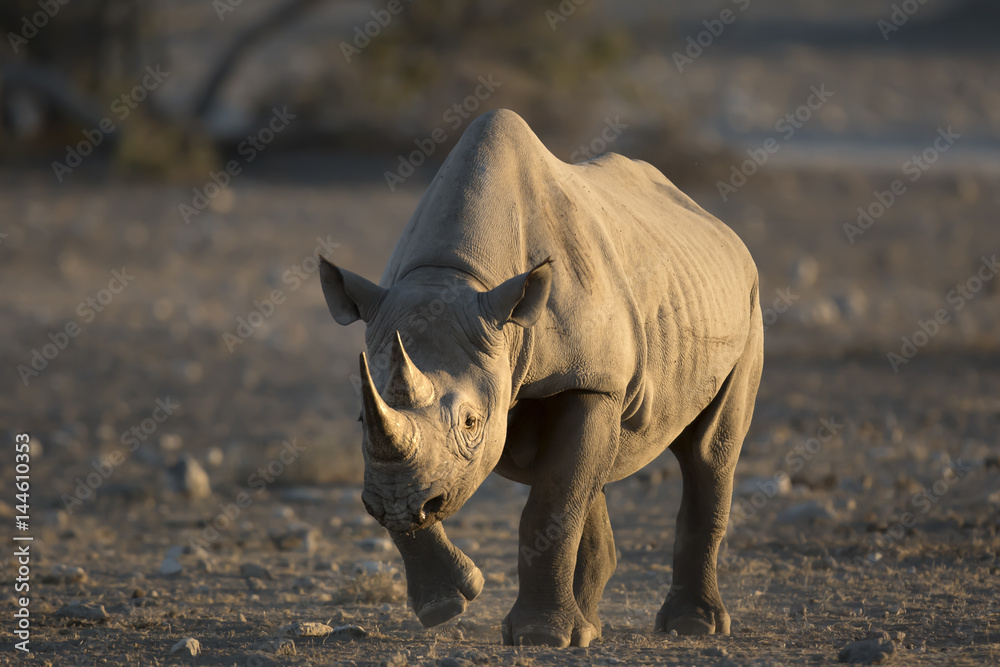 Fototapeta premium Black Rhino in Etosha national Park.