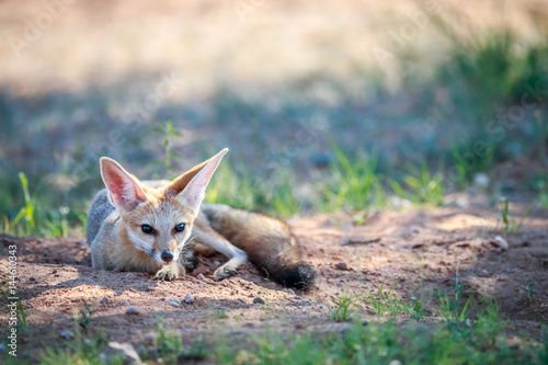 Cape fox laying in the sand.