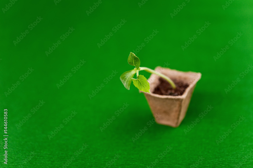 A sprout with three leaves in a peat pot.