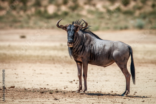 Blue wildebeest standing in the sand.