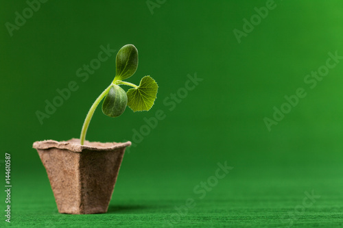 A sprout with three leaves in a peat pot.