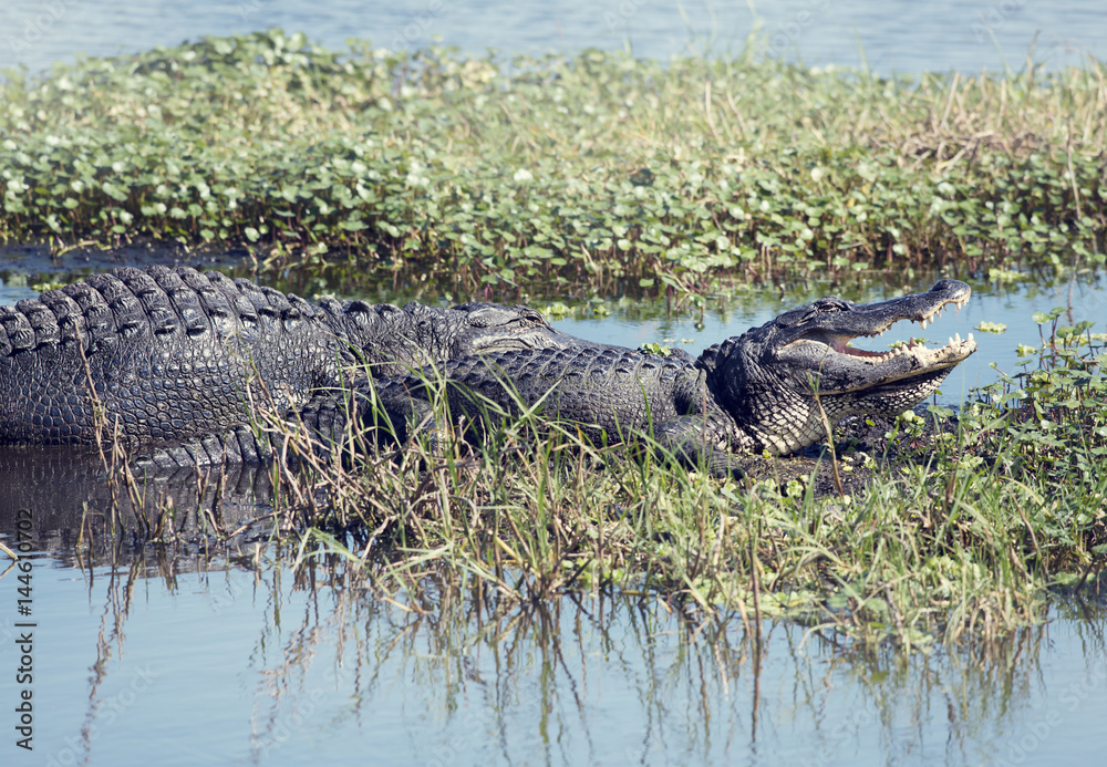 Two American Alligators Two American Alligators