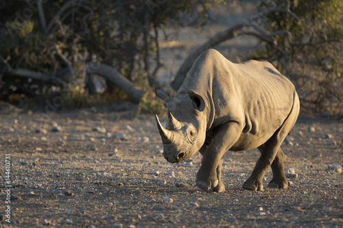 Black Rhino in Etosha national Park.