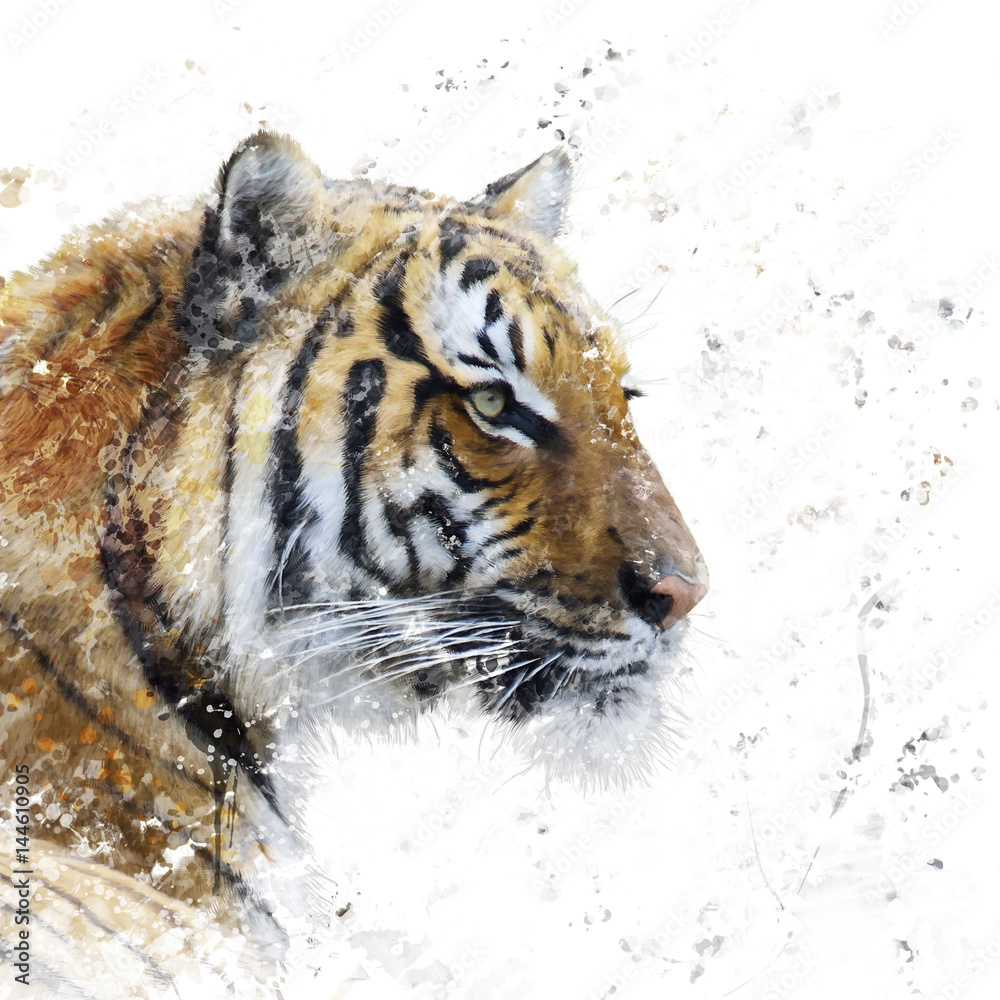Tiger portrait watercolor
