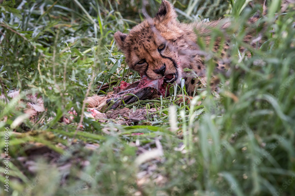 Obraz premium Young Cheetah eating.