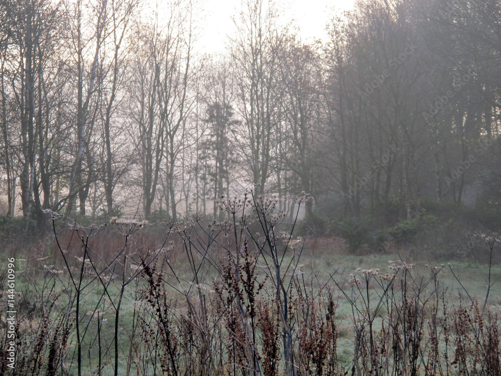 Dixies in December collection