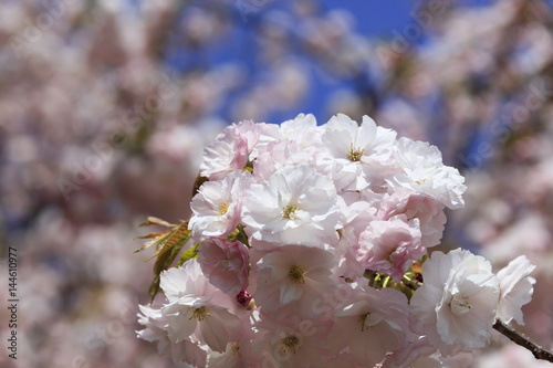 Double cherry blossoms in full bloom - Fugenzo -