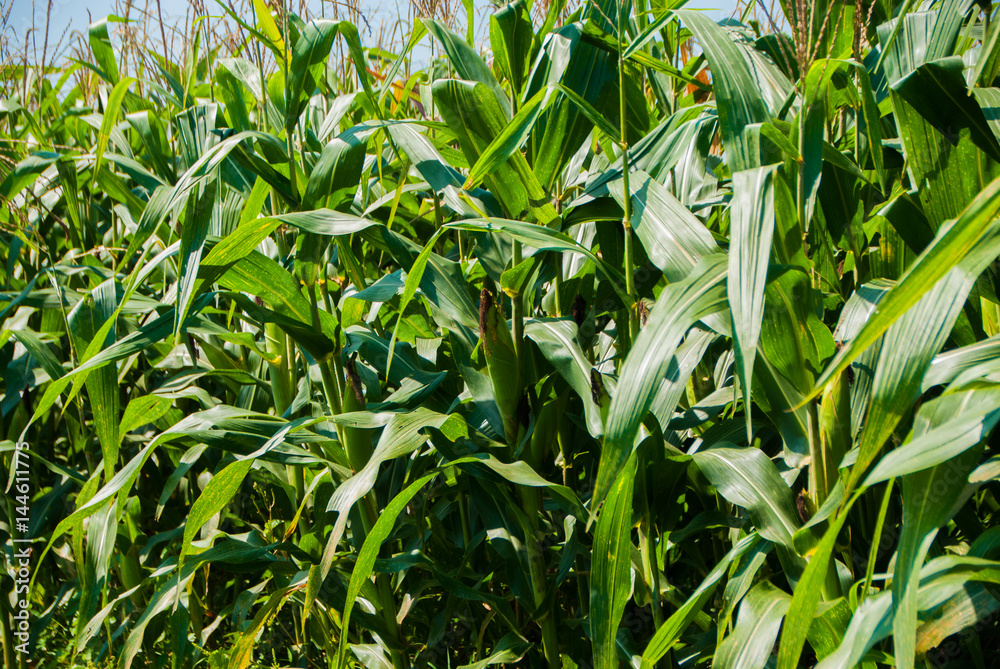 Agriculture. Fertile farm fields of corn