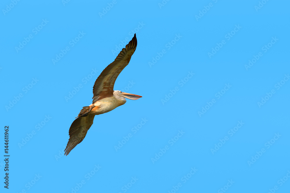 Obraz premium Pelican bird flying in the sky
