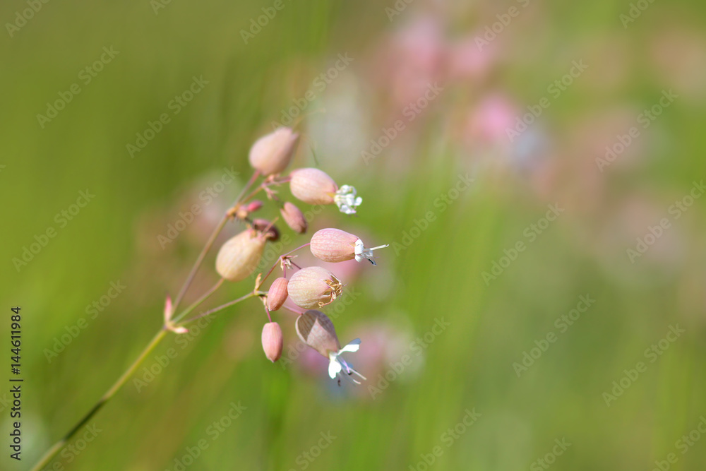 Michigan wild flowers in the grass Michigan wild flowers in the grass
