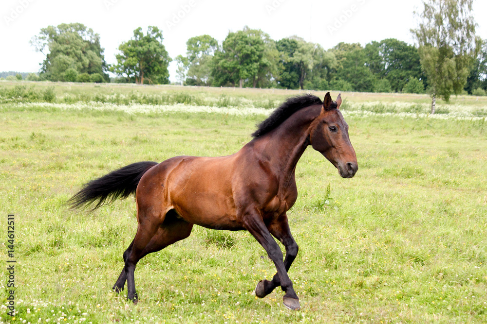 Beautiful dark horse running free at the pasture Beautiful dark horse running free at the pasture