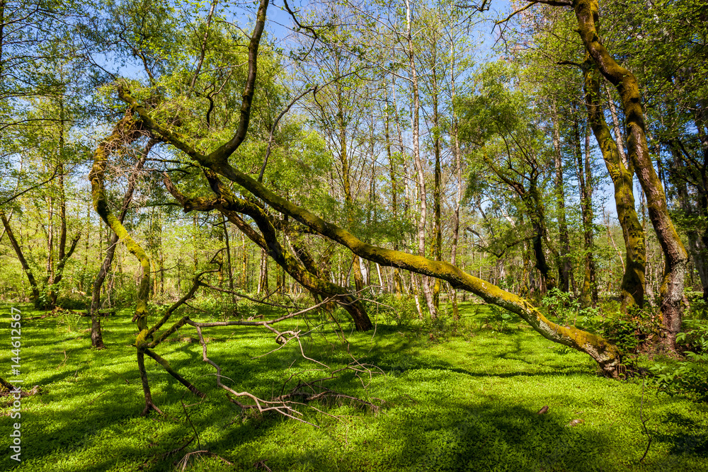 Beautiful green spring forest landscape, humid sunny day Beautiful green spring forest landscape, humid sunny day