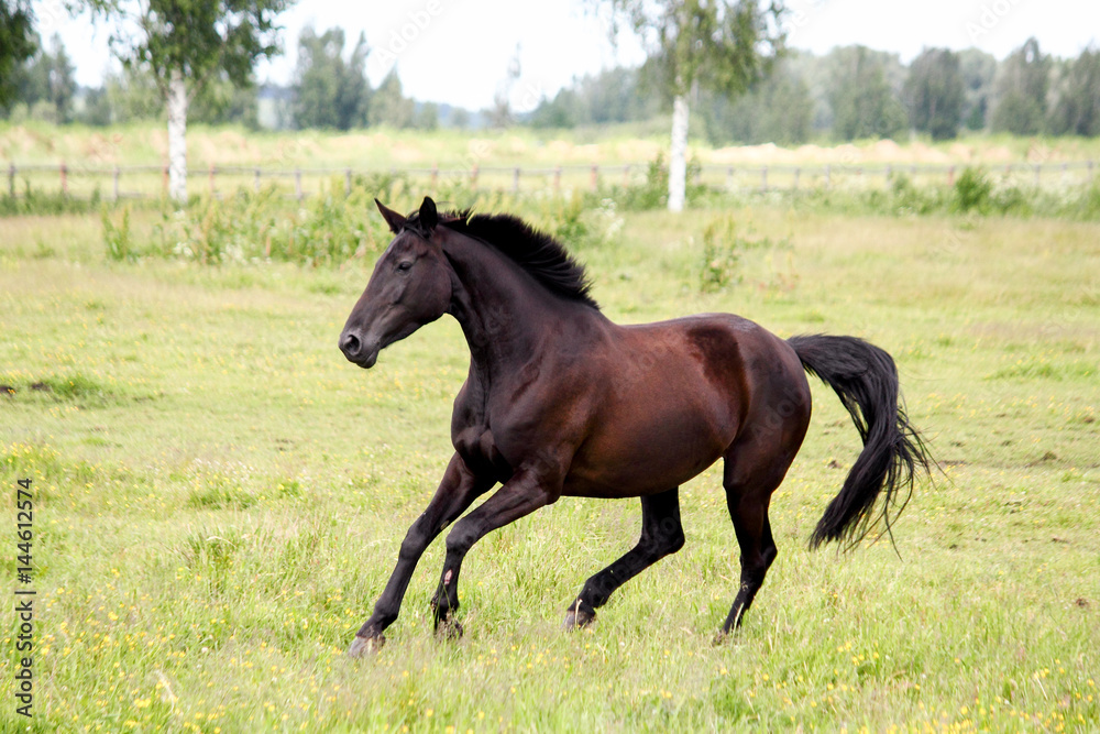 Beautiful dark horse running free at the pasture Beautiful dark horse running free at the pasture