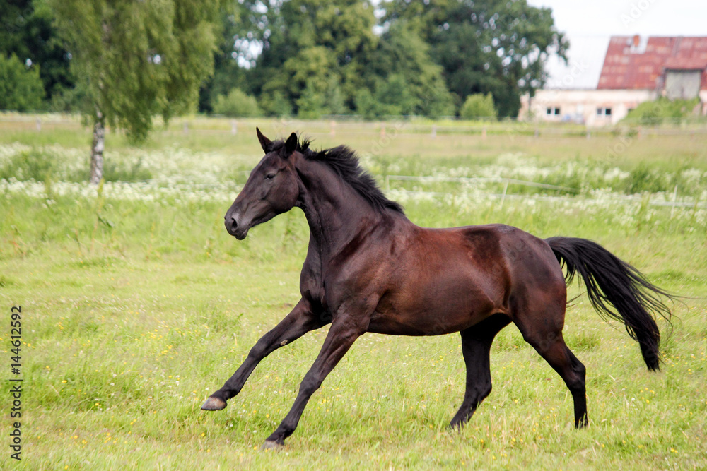 Beautiful dark horse running free at the pasture Beautiful dark horse running free at the pasture