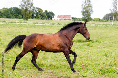 Beautiful dark horse running free at the pasture © virgonira
