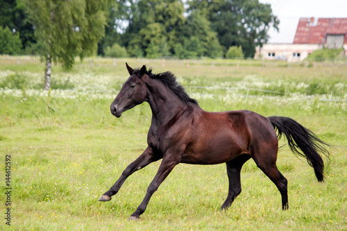 Beautiful dark horse running free at the pasture