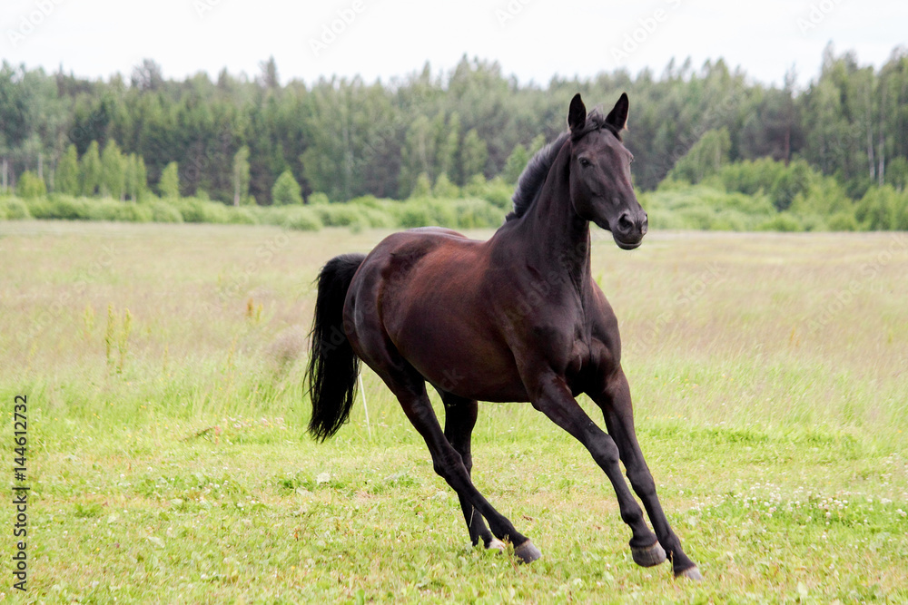 Beautiful dark horse running free at the pasture Beautiful dark horse running free at the pasture