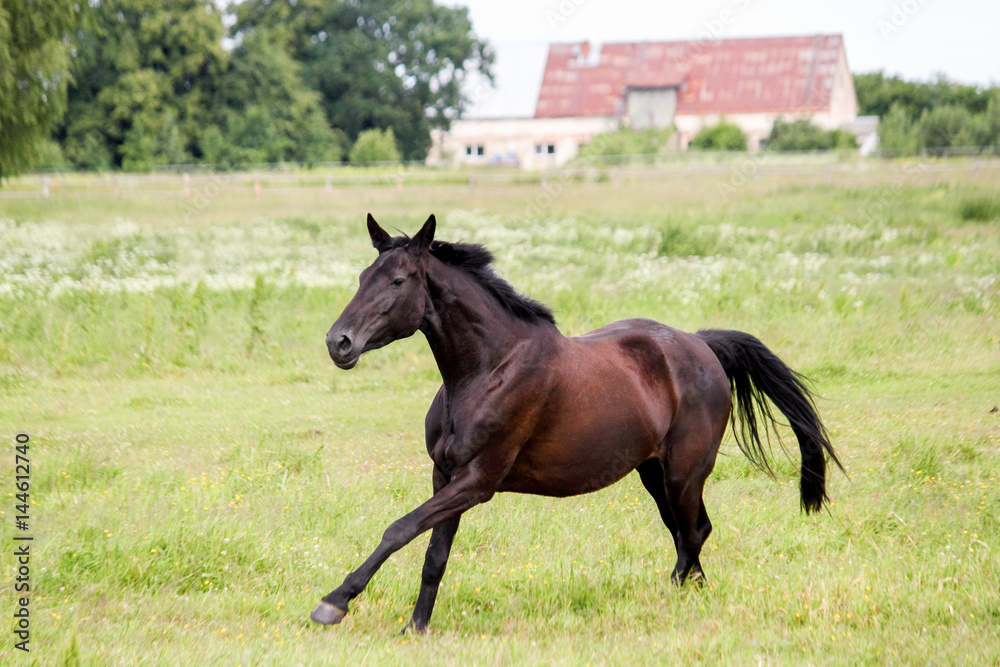 Beautiful dark horse running free at the pasture Beautiful dark horse running free at the pasture