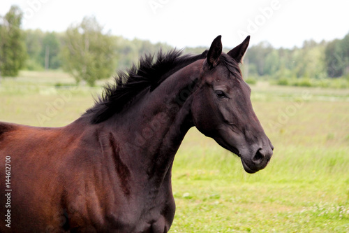 Portrait of black horse at the pasture
