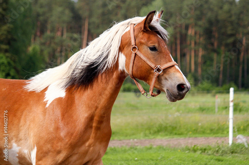 Portrait of skewbald horse in summer