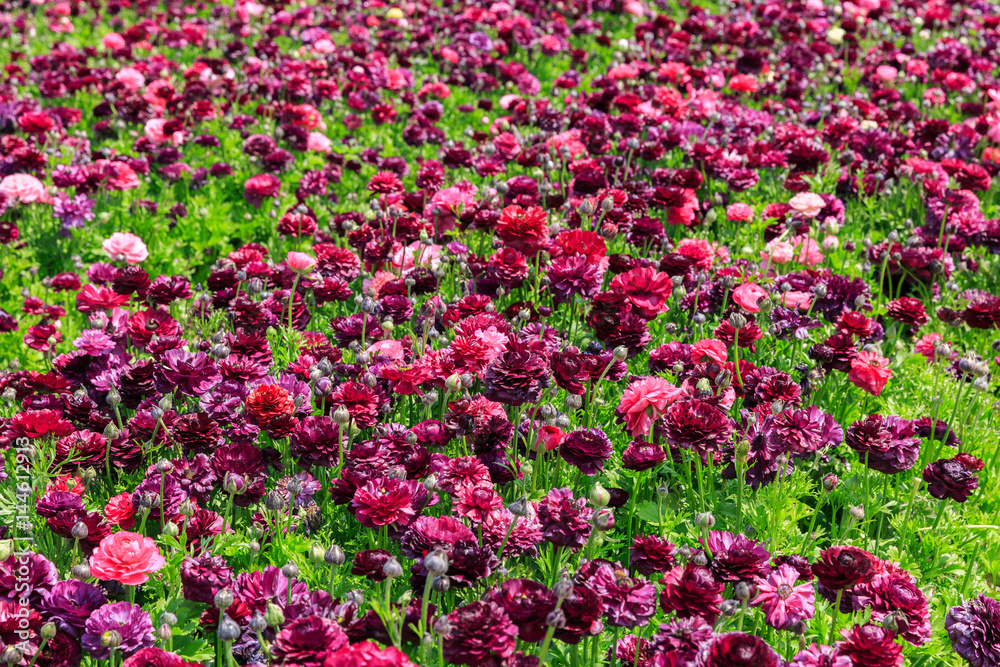Pink and violet asian buttercups Pink and violet asian buttercups