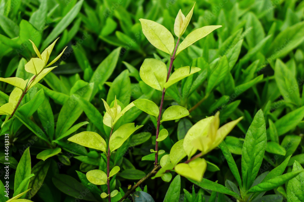 Obraz premium green leaf background