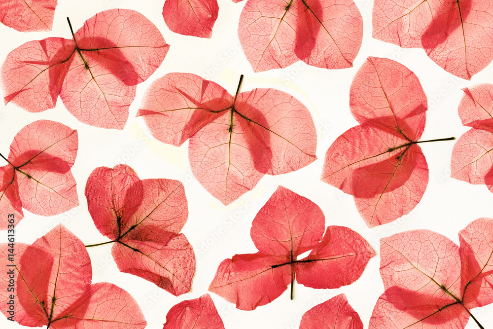 Dried transparent light red petals of tropical Bougainvillea flower, top view abstract floral composition.
