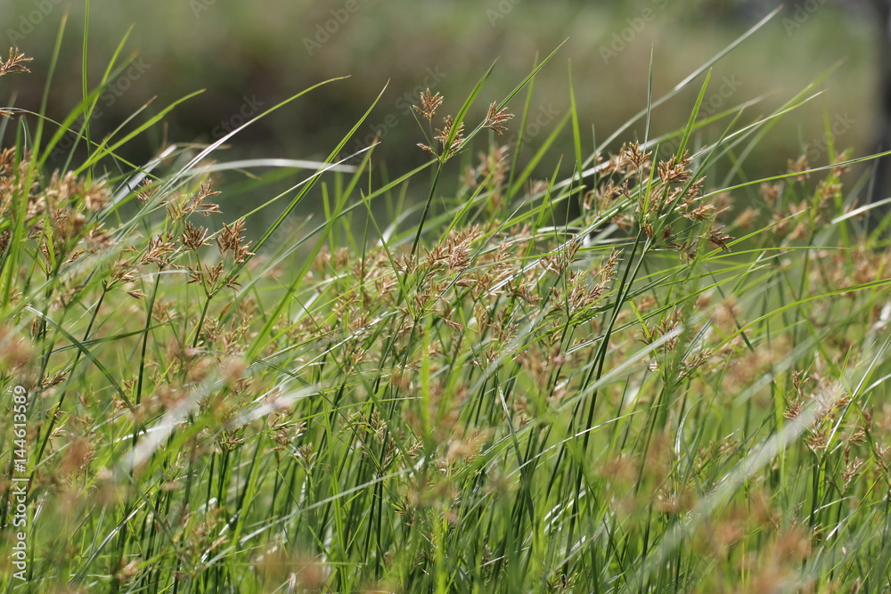 grass field grass field