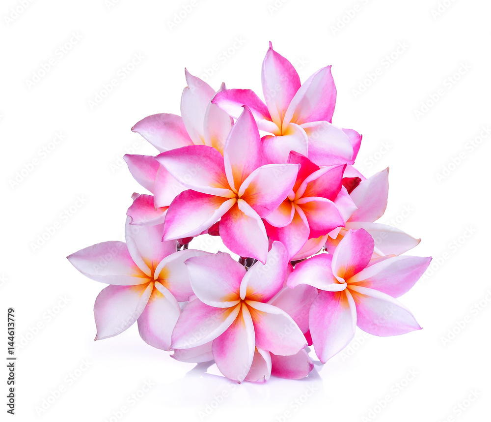 frangipani flowers isolated on white background