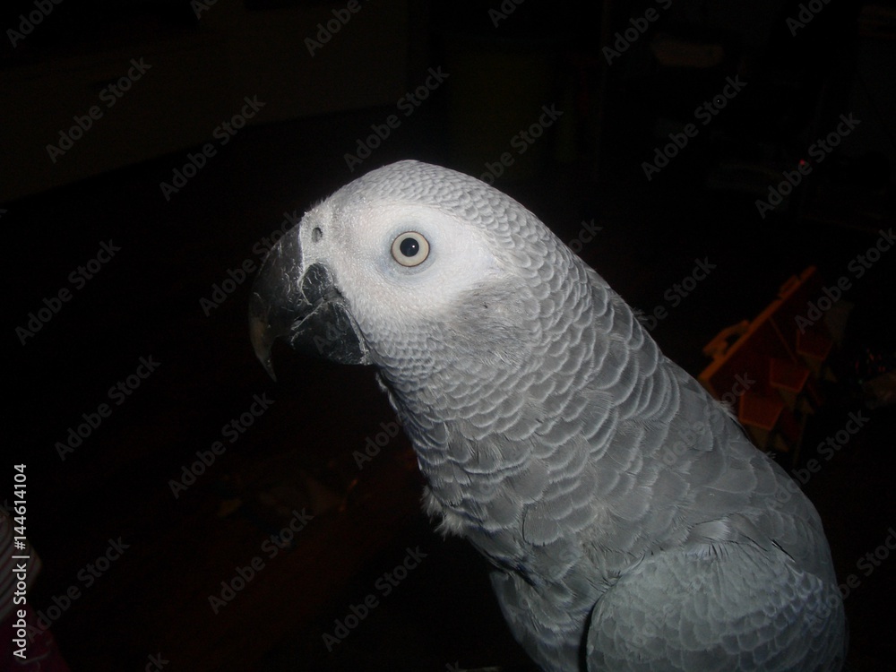 Obraz premium Graupapagei