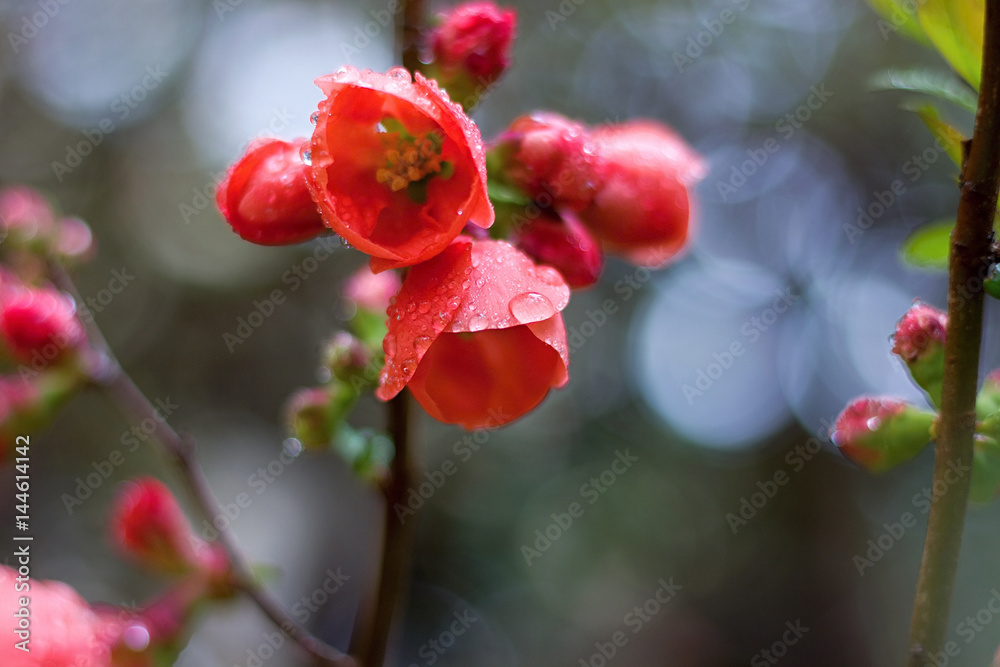Blossoming branch of Japanese quince Blossoming branch of Japanese quince