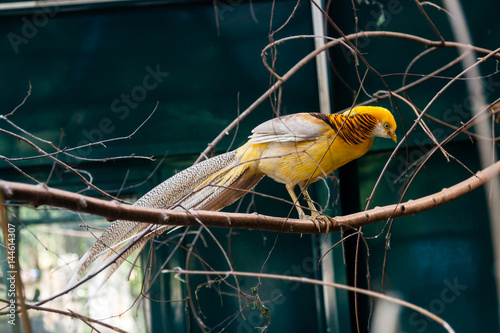 A beautiful pheasant sits on a branch photo