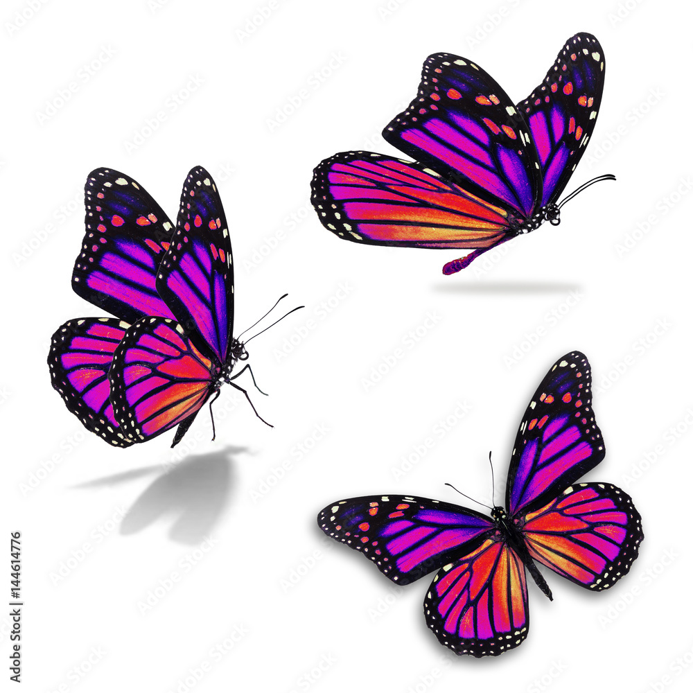 Naklejka premium trzy monarchiczne motyle