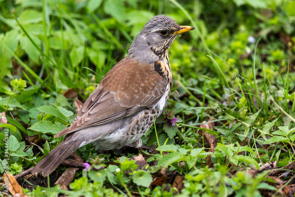Fieldfare in the woods looking for prey. Fieldfare in the woods looking for prey.