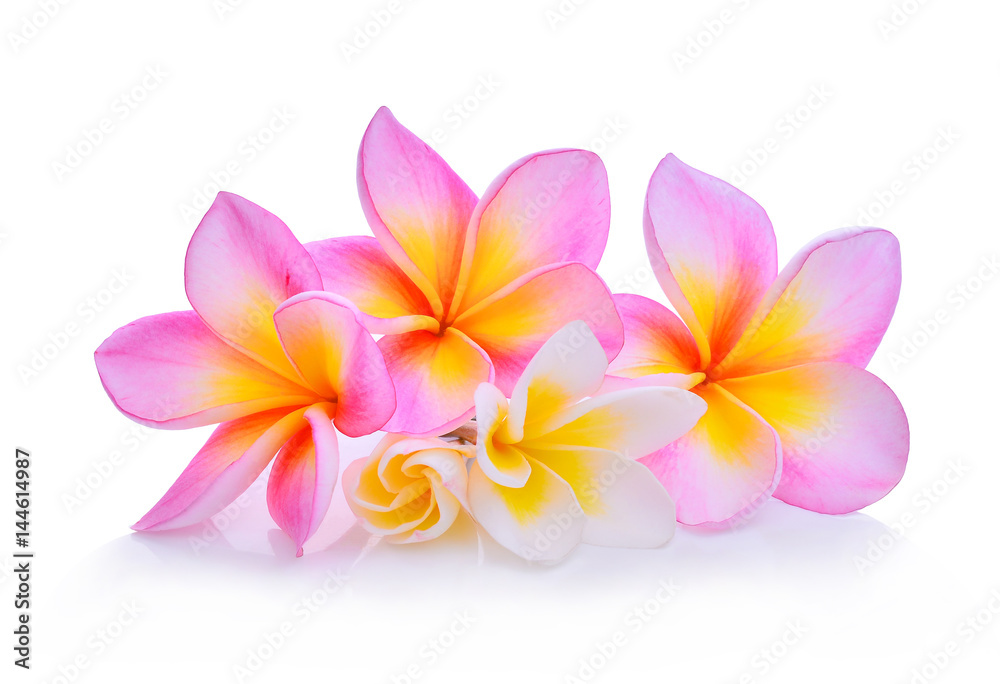 Naklejka premium frangipani flowers isolated on white background