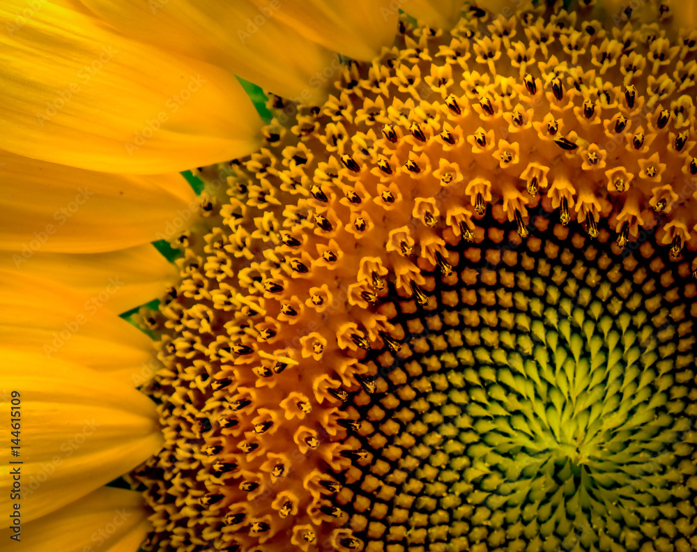 Close up of Sunflower