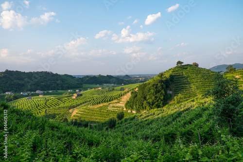 Prosecco vinyard near Santo Stefano, Valdobbiadene wine producing region of Italy. This area is the zona cartizze .