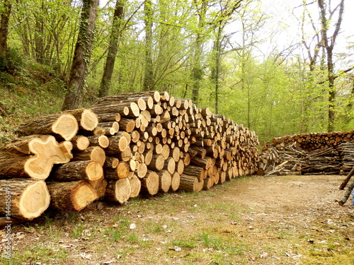 Several piles of oak, acacia and sweet chestnut logs in a woodland clearing