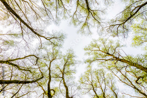 Looking up at the sky through a green willows and poplars trees forest during spring