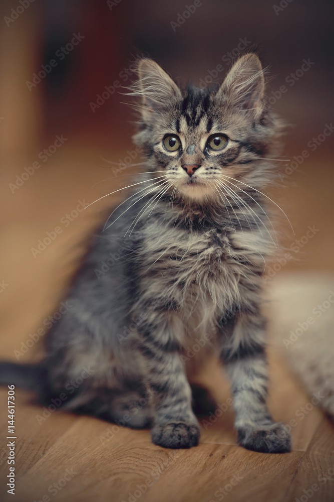 Gray fluffy striped kitten sits