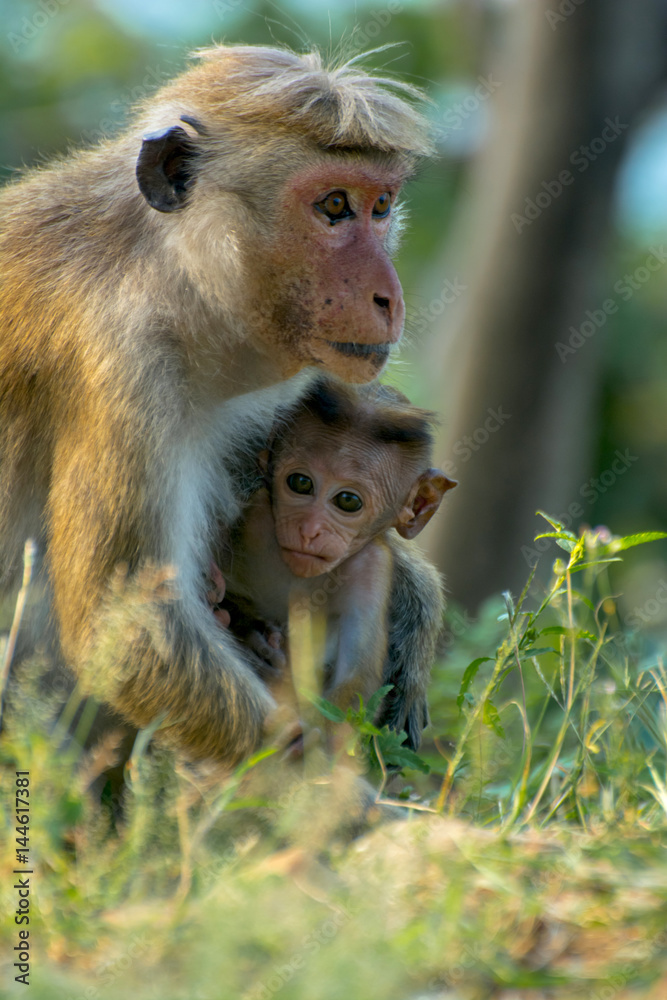 Sri Lankan Monkeys At Yala National Park. The Toque Macaque Is A Reddish Brown Coloured Old World Monkey Endemic To Sri Lanka Sri Lankan Monkeys At Yala National Park. The Toque Macaque Is A Reddish Brown Coloured Old World Monkey Endemic To Sri Lanka