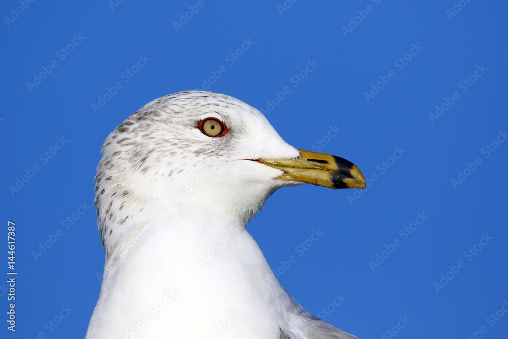 Ring-Billed Gull