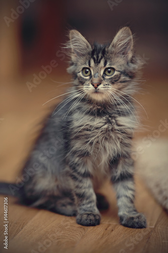 Gray fluffy striped kitten sits