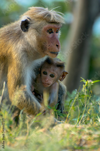 Sri Lankan Monkeys At Yala National Park. The Toque Macaque Is A Reddish Brown Coloured Old World Monkey Endemic To Sri Lanka