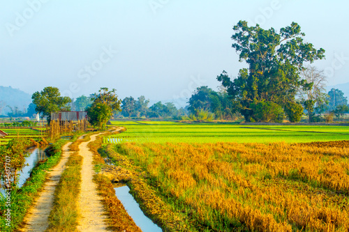 Green rice field in the countryside of Northern Thailand