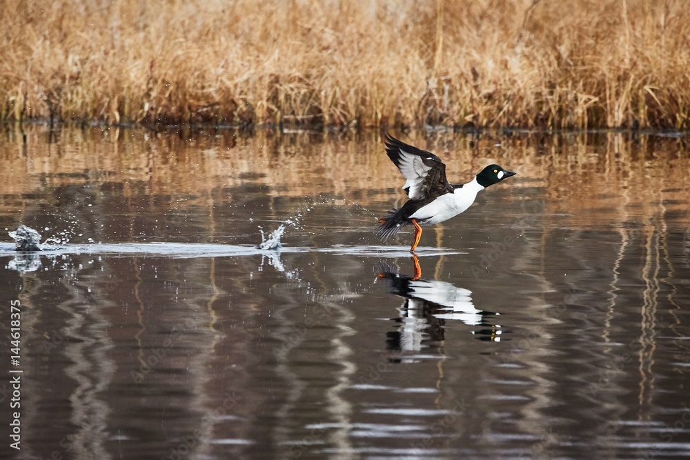 Common golden eye, Bucephala clangula, taking off and splashing water on the lake