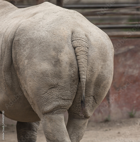 Rhinoceros tail